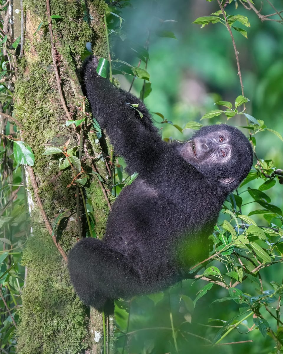 Mountain gorilla climbing a tree in Bwindi Impenetrable Forest National Park