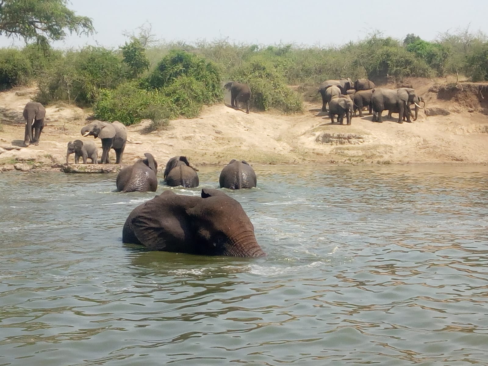 Elephants along Kazinga Channel in Queen Elizabeth National Park