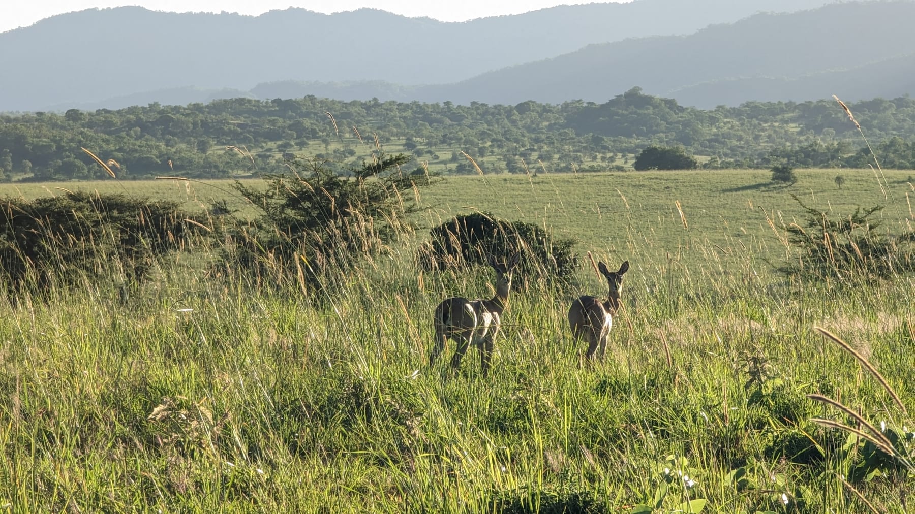 Open savannah in Kidepo Valley National Park, Uganda